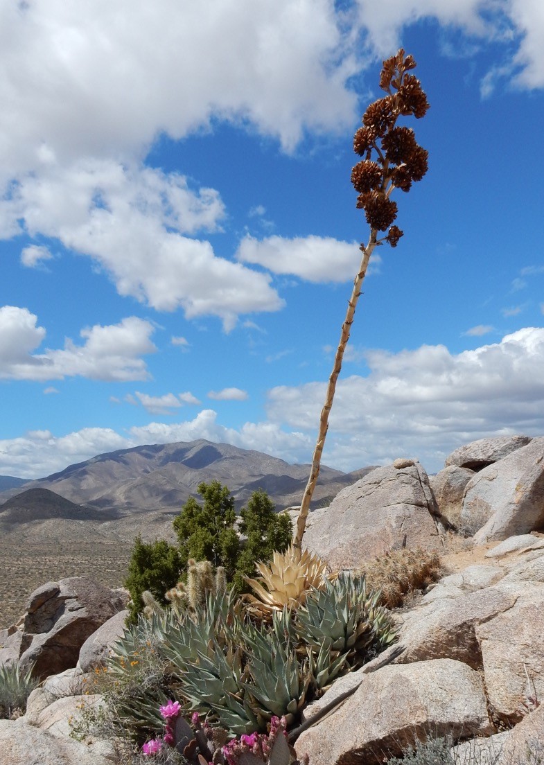 agave