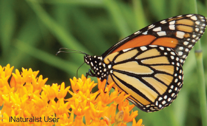 butterfly