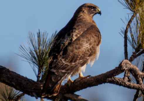 falcon