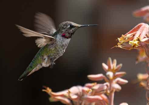 hummingbird