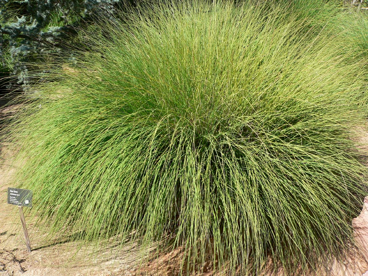 muhlenbergia-rigens