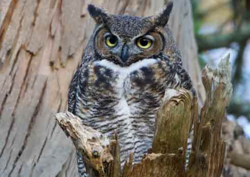 owl
