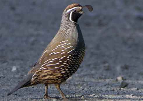 quail