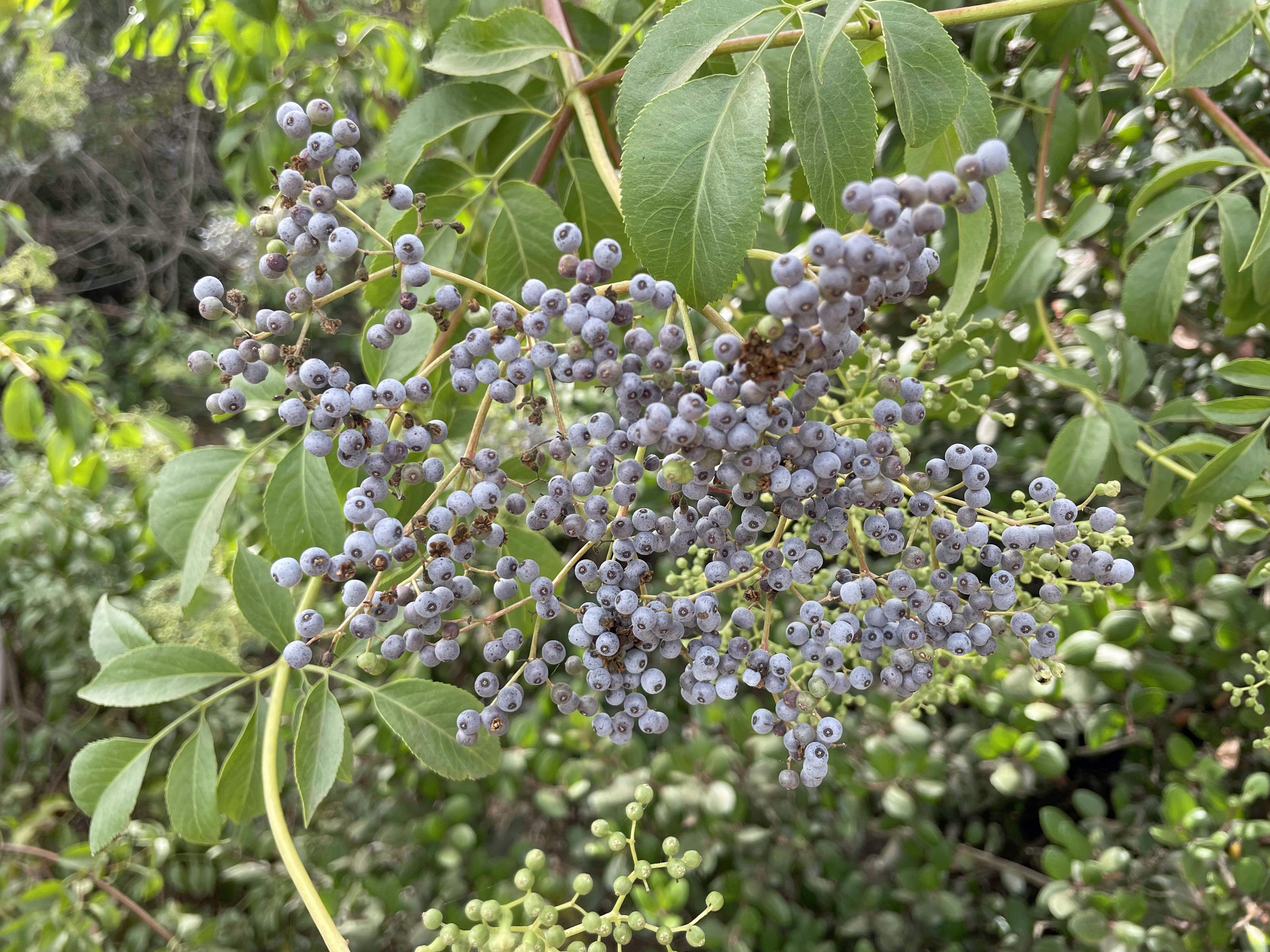 elderberry