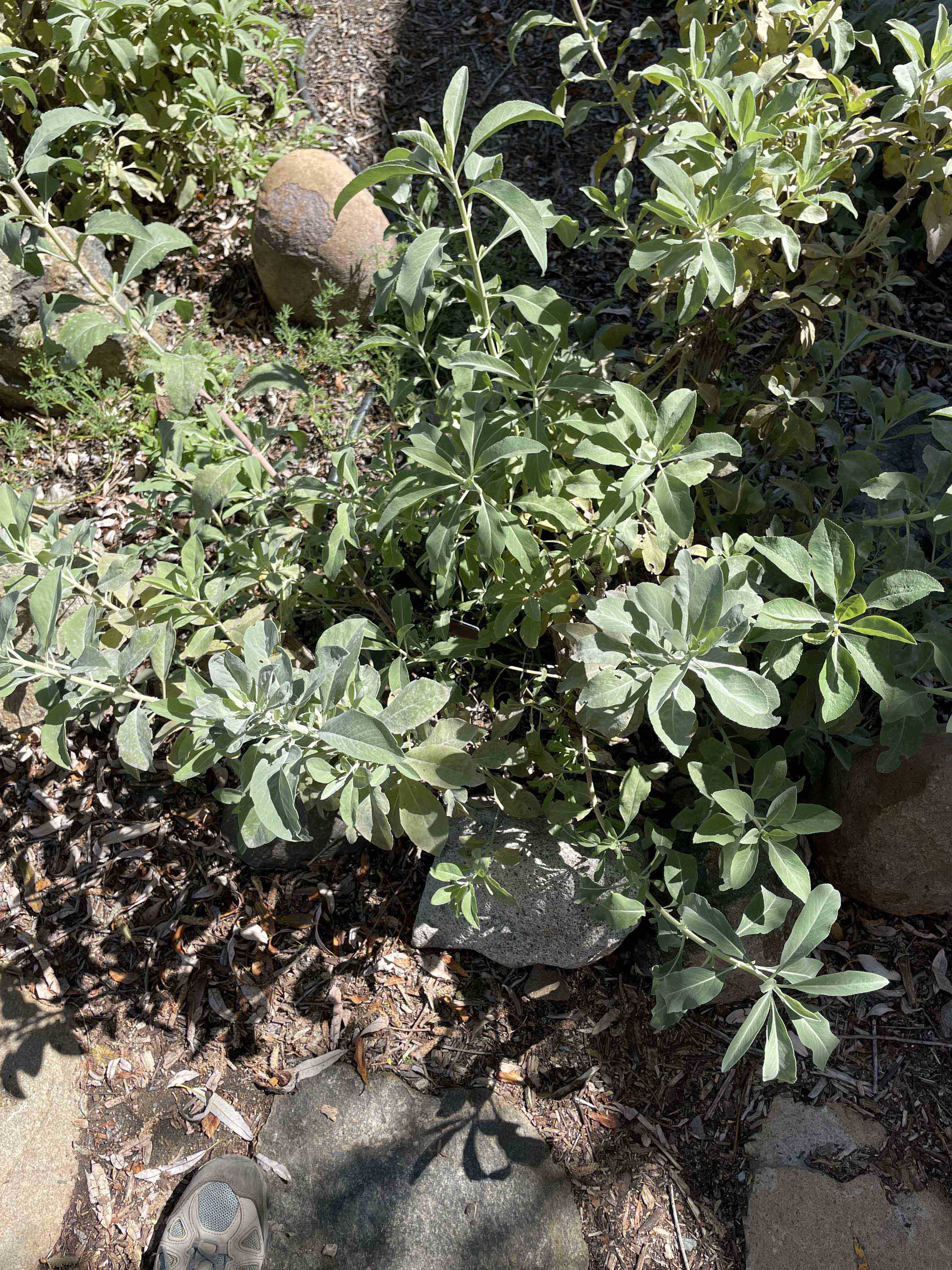 white-sage-bill